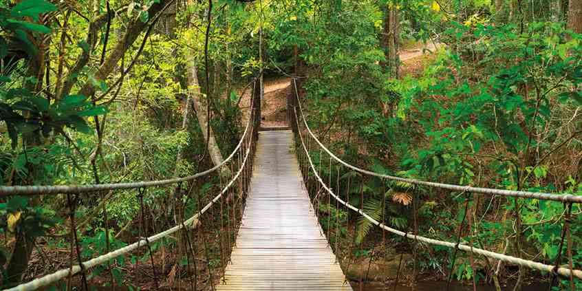 Mahoniowiec właściwy